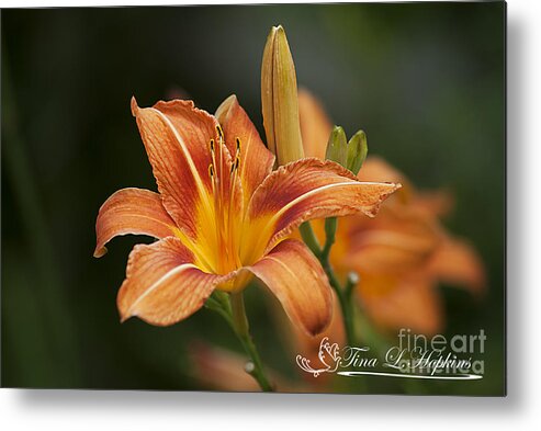 Orange Metal Print featuring the photograph Orange Day Lily 20120624_214a by Tina Hopkins
