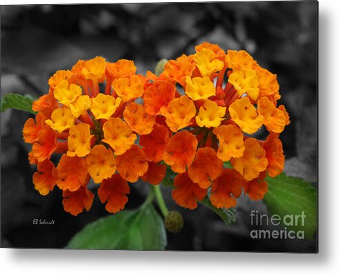 Orange Lantana Metal Print featuring the photograph Orange Lantana by E B Schmidt