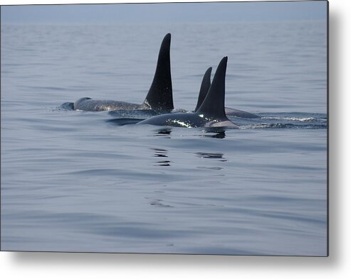 Orca Metal Print featuring the photograph Orca Family by Marilyn Wilson