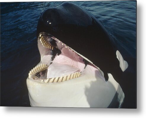 Feb0514 Metal Print featuring the photograph Orca Portrait North America by Flip Nicklin