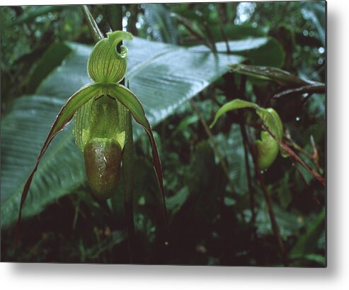 Orchid Metal Print featuring the photograph Orchid by Sinclair Stammers/science Photo Library