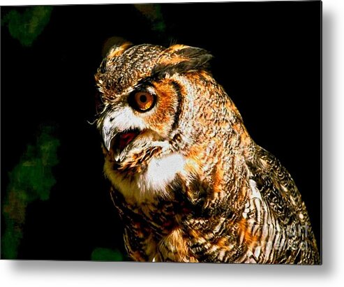 Angry Owl Metal Print featuring the photograph Angry Owl by Femina Photo Art By Maggie