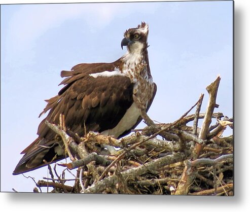 Birds Metal Print featuring the photograph Osprey by Janice Drew