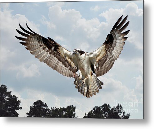Birds Metal Print featuring the photograph Osprey With Fish In Talons by Kathy Baccari