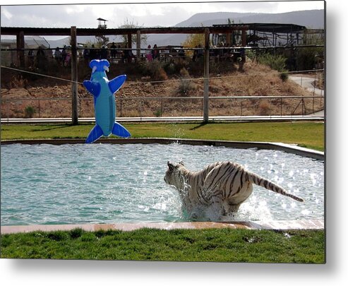 Tiger Metal Print featuring the photograph Out of Africa Tiger Splash 3 by Phyllis Spoor