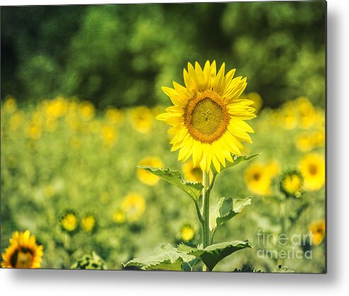 Sunflower Metal Print featuring the photograph Outstanding in Her Field by Terry Rowe