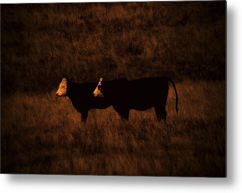 Cows Metal Print featuring the photograph Outstanding In Their Field by Bob Geary