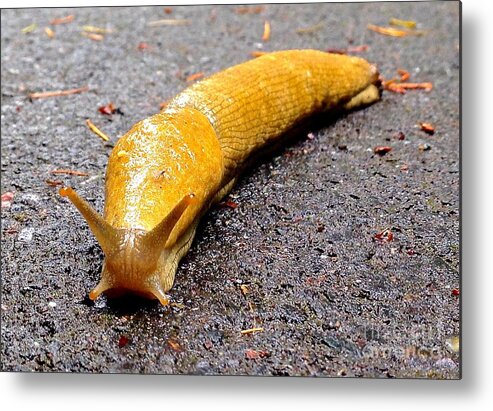 Photography Metal Print featuring the photograph Pacific Banana Slug by Sean Griffin