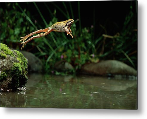 00640116 Metal Print featuring the photograph Pacific Chorus Frog Jumping by Michael Durham