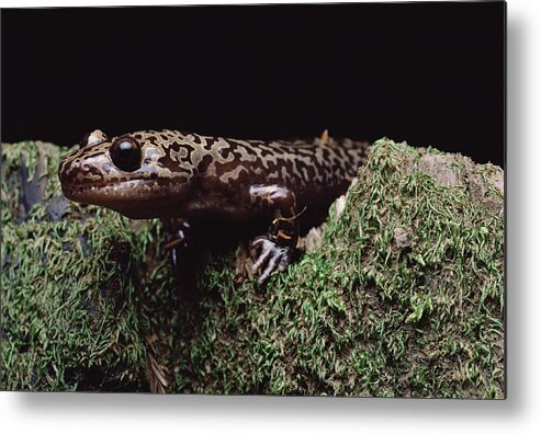 Feb0514 Metal Print featuring the photograph Pacific Giant Salamander On Mossy Rock by Larry Minden