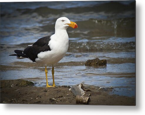 Pacific Gull Metal Print featuring the photograph Pacific Gull by Terence Kneale