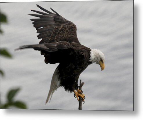 Eagle Metal Print featuring the photograph Pacific Northwest Eagle by Mary Gaines