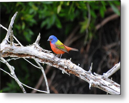 Painted Bunting Metal Print featuring the photograph Painted Bunting perched on limb by Dan Williams