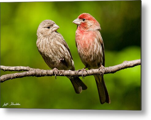 Affectionate Metal Print featuring the photograph Pair of House Finches in a Tree by Jeff Goulden