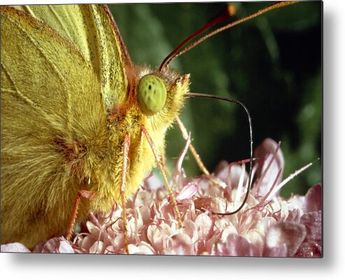 Animal Metal Print featuring the photograph Pale Clouded Yellow Butterfly by Perennou Nuridsany