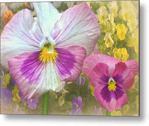 Pansy Metal Print featuring the photograph Pansy Duo by Sandi OReilly