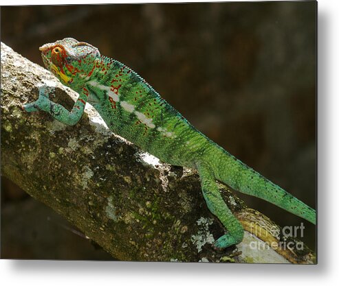 Nature Metal Print featuring the photograph panther chameleon from Madagascar 5 by Rudi Prott