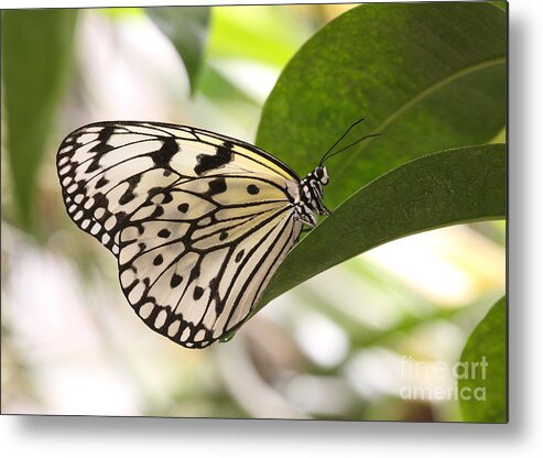 Butterfly Metal Print featuring the photograph Paper Kite On A Leaf by Ruth Jolly