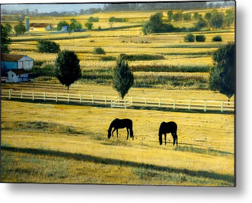 Pastoral Metal Print featuring the painting Pastoral Gold by Cindy McIntyre