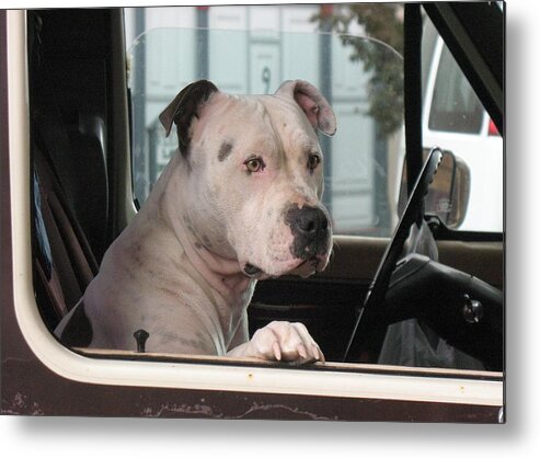 Pit Bull Metal Print featuring the photograph Patient Rose Pit Bull Dog Portrait in Evanston Wyoming by Andrea Lazar