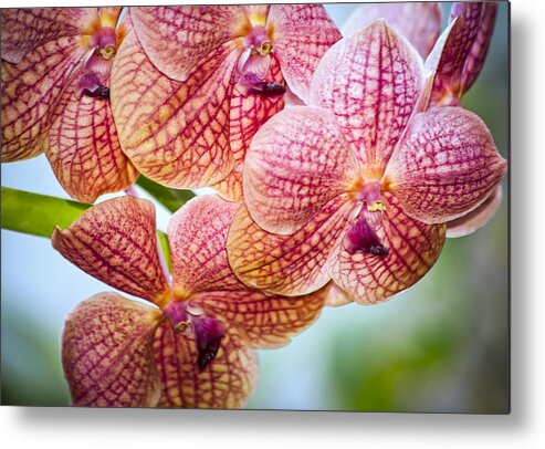 Orchid Metal Print featuring the photograph Peachy Pink by Carolyn Marshall
