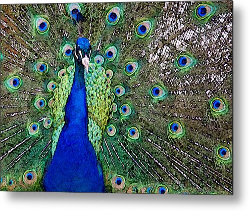 Peacock Metal Print featuring the photograph Peacock by Patricia Bolgosano