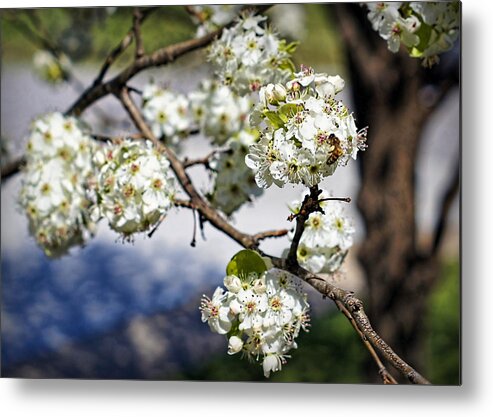 Pear Metal Print featuring the photograph Pear Blossom Pollinator by Cricket Hackmann