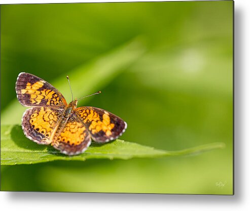 Pearl Crescent Metal Print featuring the photograph Pearl Crescent notecard by Everet Regal