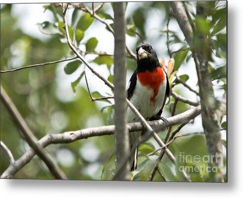 Rose-breasted Grosbeak Metal Print featuring the photograph Peeking Grosbeak by Cheryl Baxter