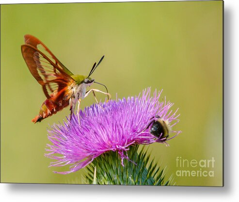 Landscape Metal Print featuring the photograph Perfect Hummingbird Moth by Cheryl Baxter