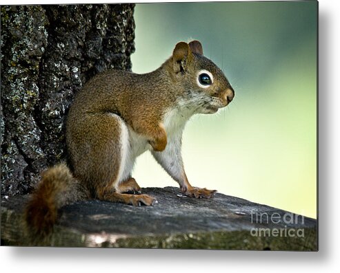 Squirrel Metal Print featuring the photograph Perky Squirrel by Cheryl Baxter