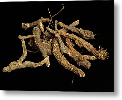 Root Metal Print featuring the photograph Peucedanum Roots by Th Foto-werbung/science Photo Library