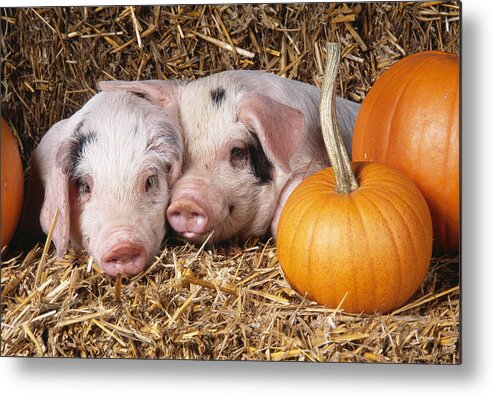 Gloucester Old Spot Metal Print featuring the photograph Piglet With Pumpkins by John Daniels