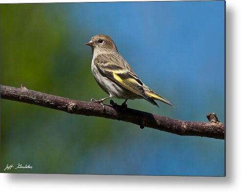 Animal Metal Print featuring the photograph Pine Siskin Perched on a Branch by Jeff Goulden