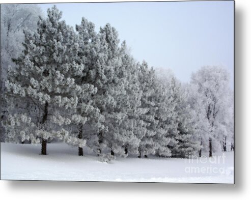 Pines Metal Print featuring the photograph Pines In The Winter by Tina Hailey