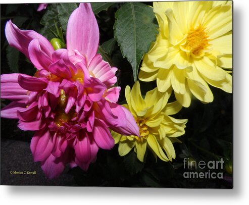 Yellow Flowers Metal Print featuring the photograph Pink and Yellow Dahlia's Opening No. CC62 by Monica C Stovall