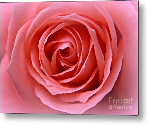 Pink Rose Metal Print featuring the photograph Pink Desire by Clare Bevan
