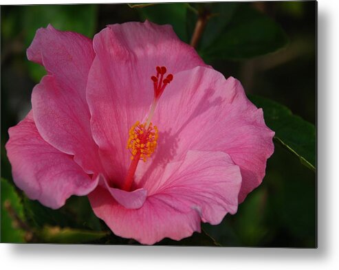 Flower Metal Print featuring the photograph Pink Hibiscus by Eric Tressler