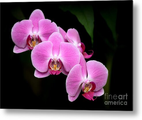 Amazing Metal Print featuring the photograph Pink Orchids in a Row by Sabrina L Ryan