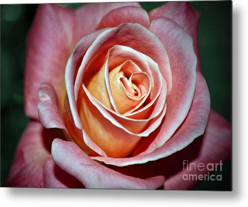 Pink Metal Print featuring the photograph Pink Rose by Savannah Gibbs