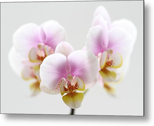 Orchid Metal Print featuring the photograph Pink Sensation by Juergen Roth