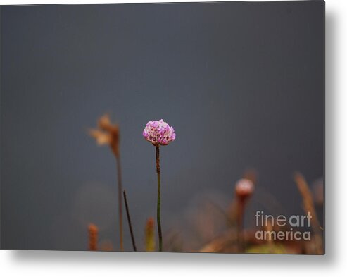 Floral Metal Print featuring the photograph Pink Series III by Sharon Elliott