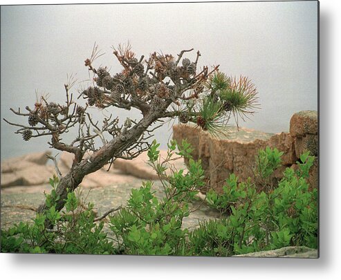 Mt Desert Island Metal Print featuring the photograph Pitch Pine by Jim Cook