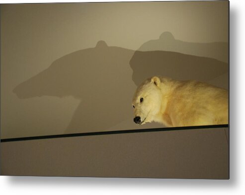 Natural History Metal Print featuring the photograph Polar Bear Shadows by Kenny Glover