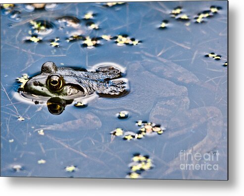 Frog Metal Print featuring the photograph Pond Dweller by Cheryl Baxter