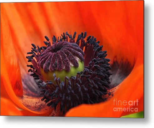 Poppy Metal Print featuring the photograph Poppy Center by Elaine Manley