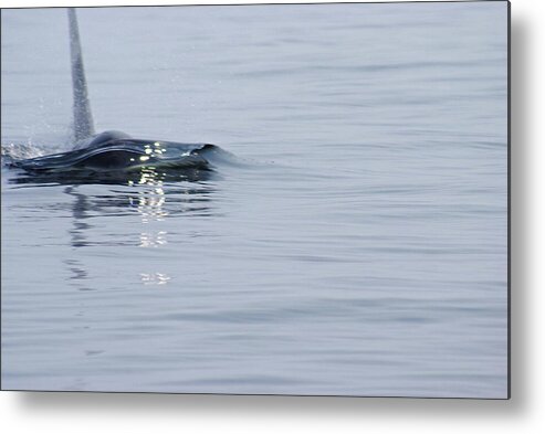 Killer Whale Metal Print featuring the photograph Power in Motion by Marilyn Wilson