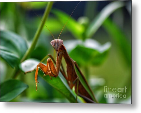 Animals Metal Print featuring the photograph Praying Mantis by Thomas Woolworth