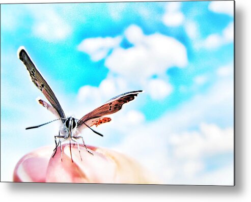 Butterfly Metal Print featuring the photograph Precious Moment by Marianna Mills
