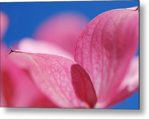 Pink Metal Print featuring the photograph Pretty in Pink by Kathy Paynter